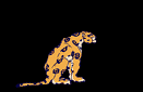 leopard.gif (25877 octets)