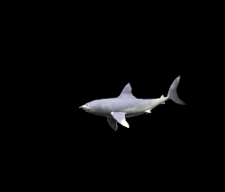 requin.gif (54720 octets)